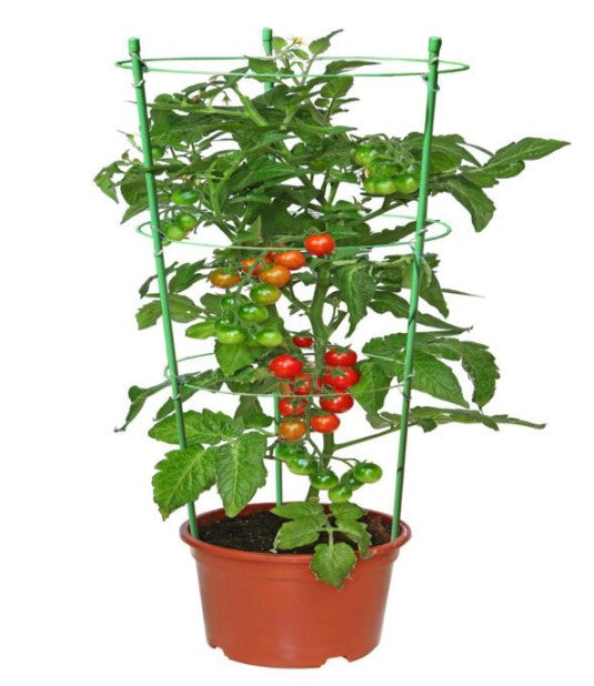 3 Ring Plant Support 75cm