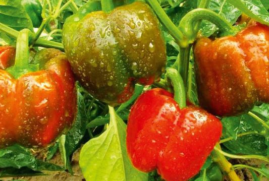 Capsicum California Wonder Red - seeds