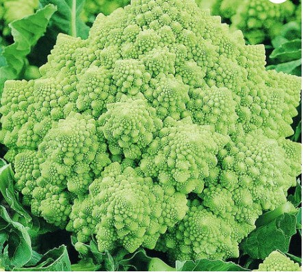 Cauliflower Romanesco Early - seeds