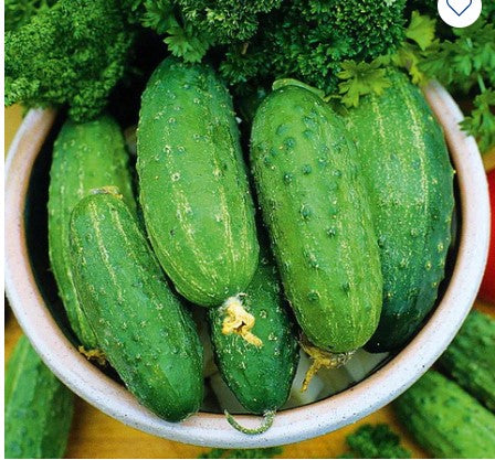 Cucumber Paris Pickles - seeds