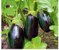 Eggplant Black Beauty - seeds