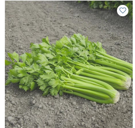 Celery Tango - seeds