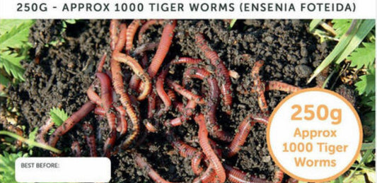 Worms - Tiger Worms